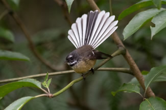 Maoriwaaierstaart - Rhipidura fuliginosa Maoriwaaierstaart - Rhipidura fuliginosa